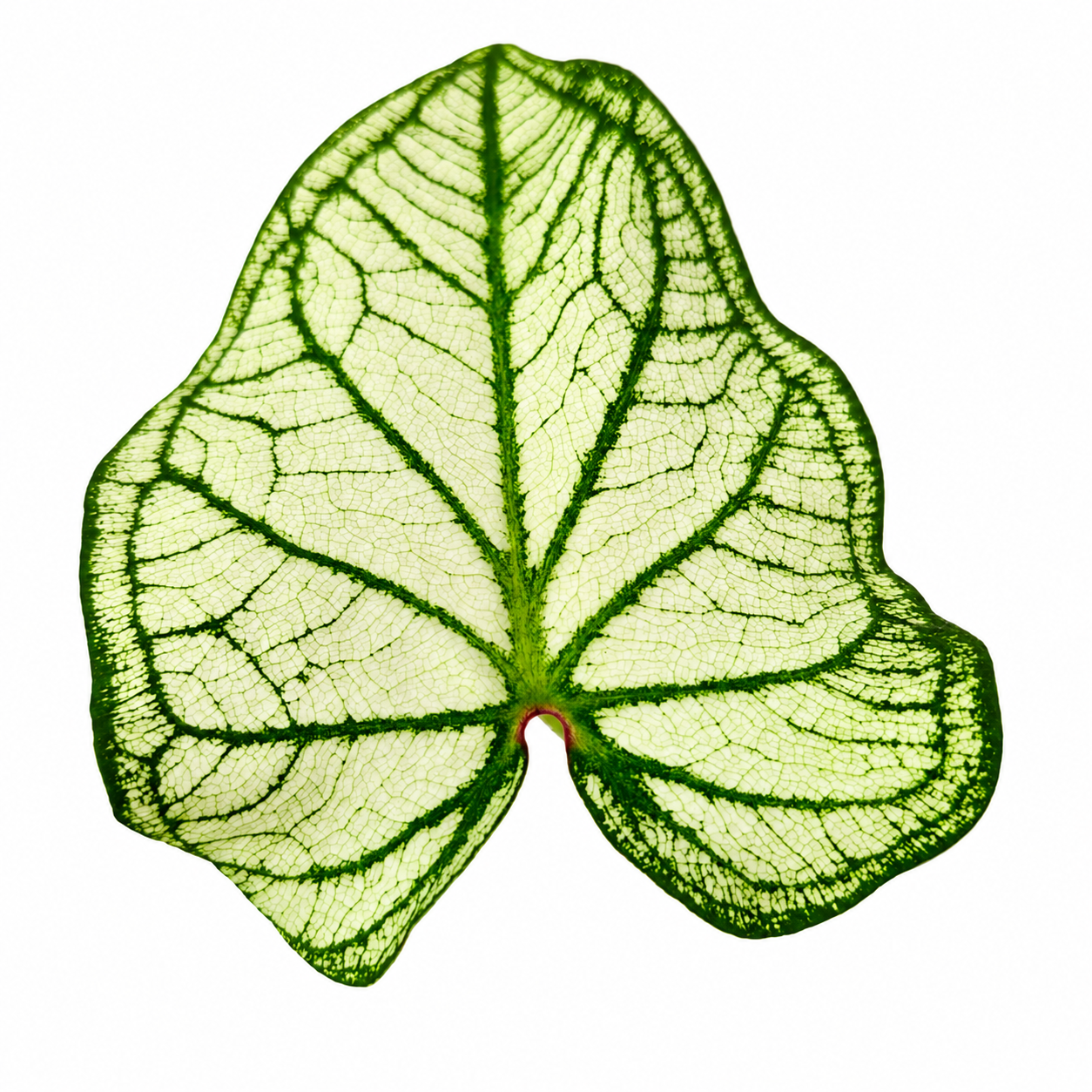 The Plantor