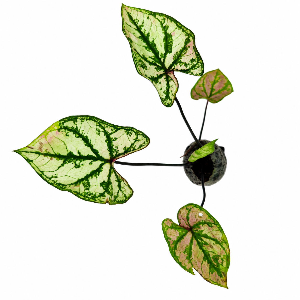 The Plantor