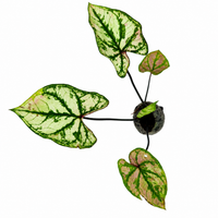The Plantor