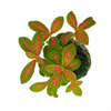 Jiffy Plant Fittonia Yellow