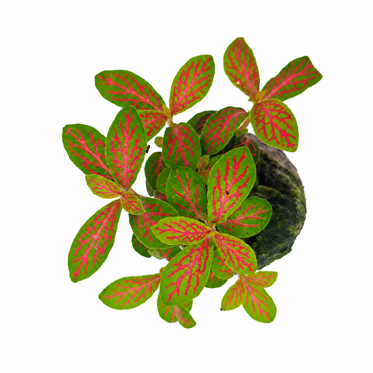 The Plantor