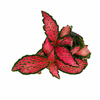 Jiffy Plant Fittonia Red