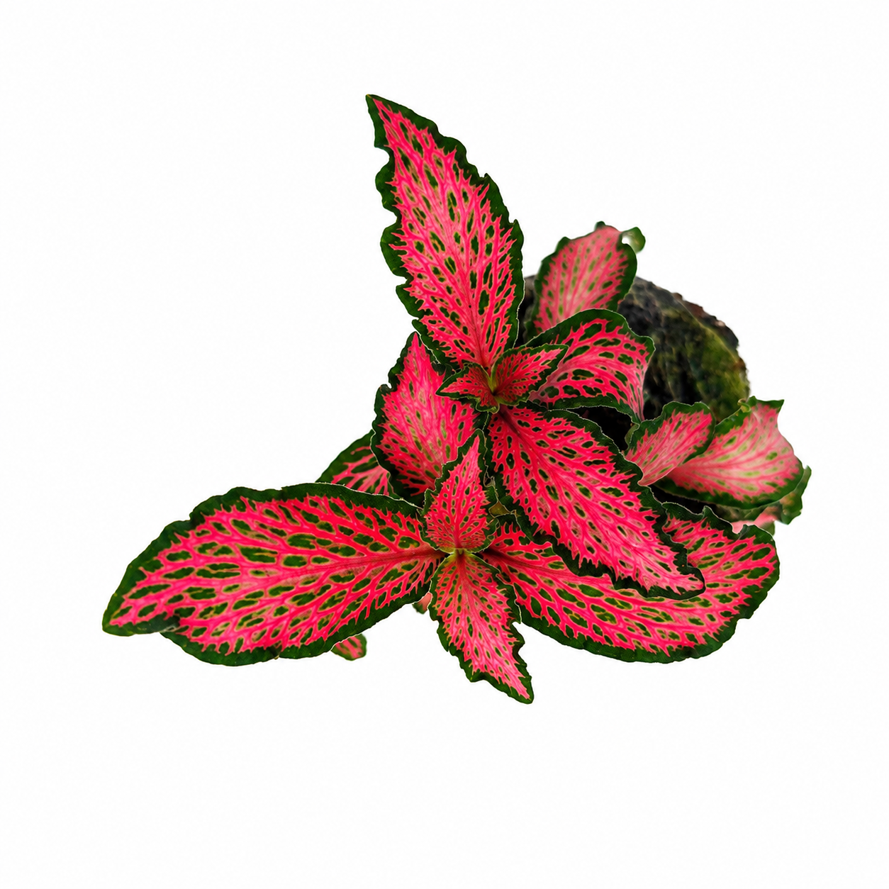 The Plantor