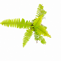 The Plantor