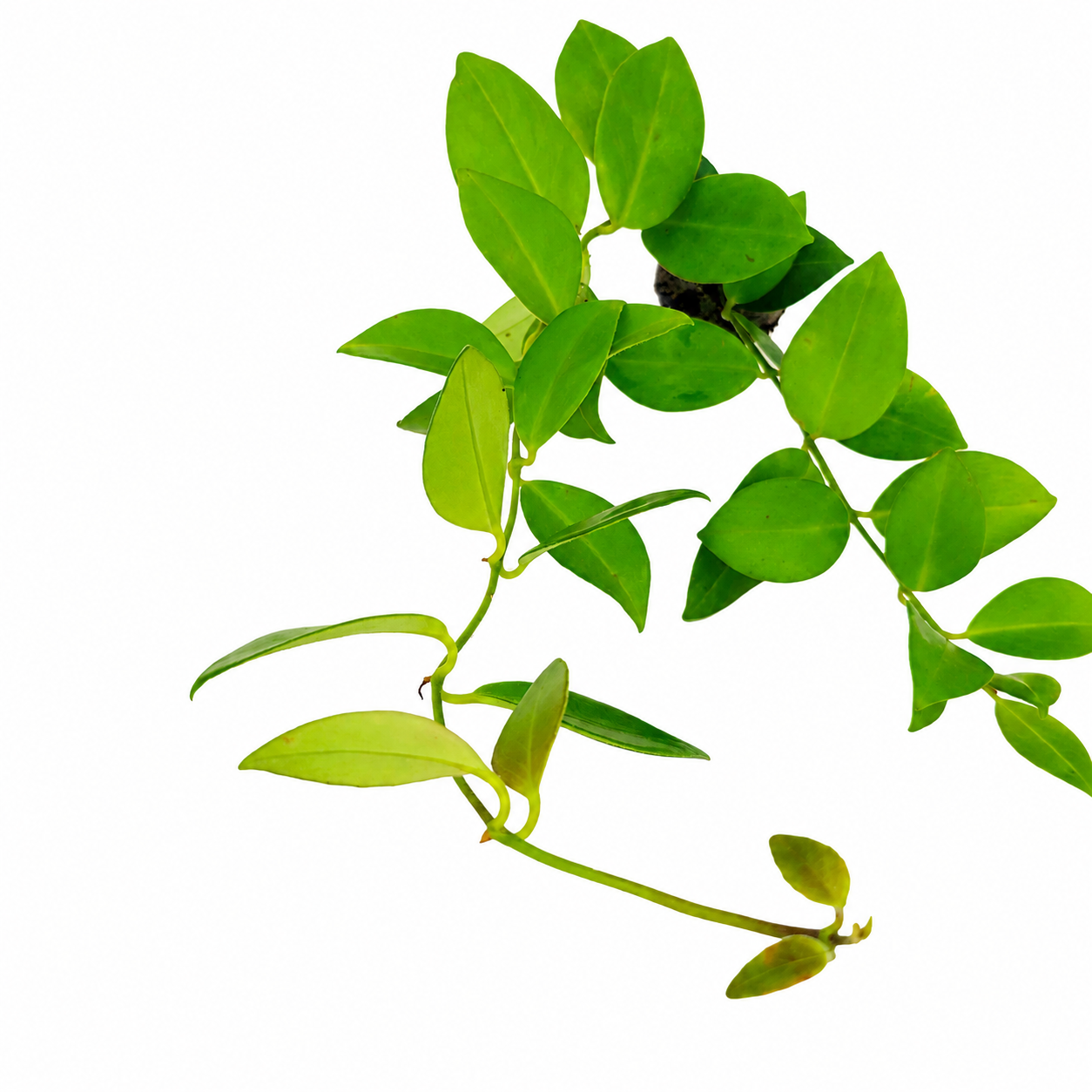 The Plantor