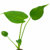 Jiffy Plant Monstera Delicosia