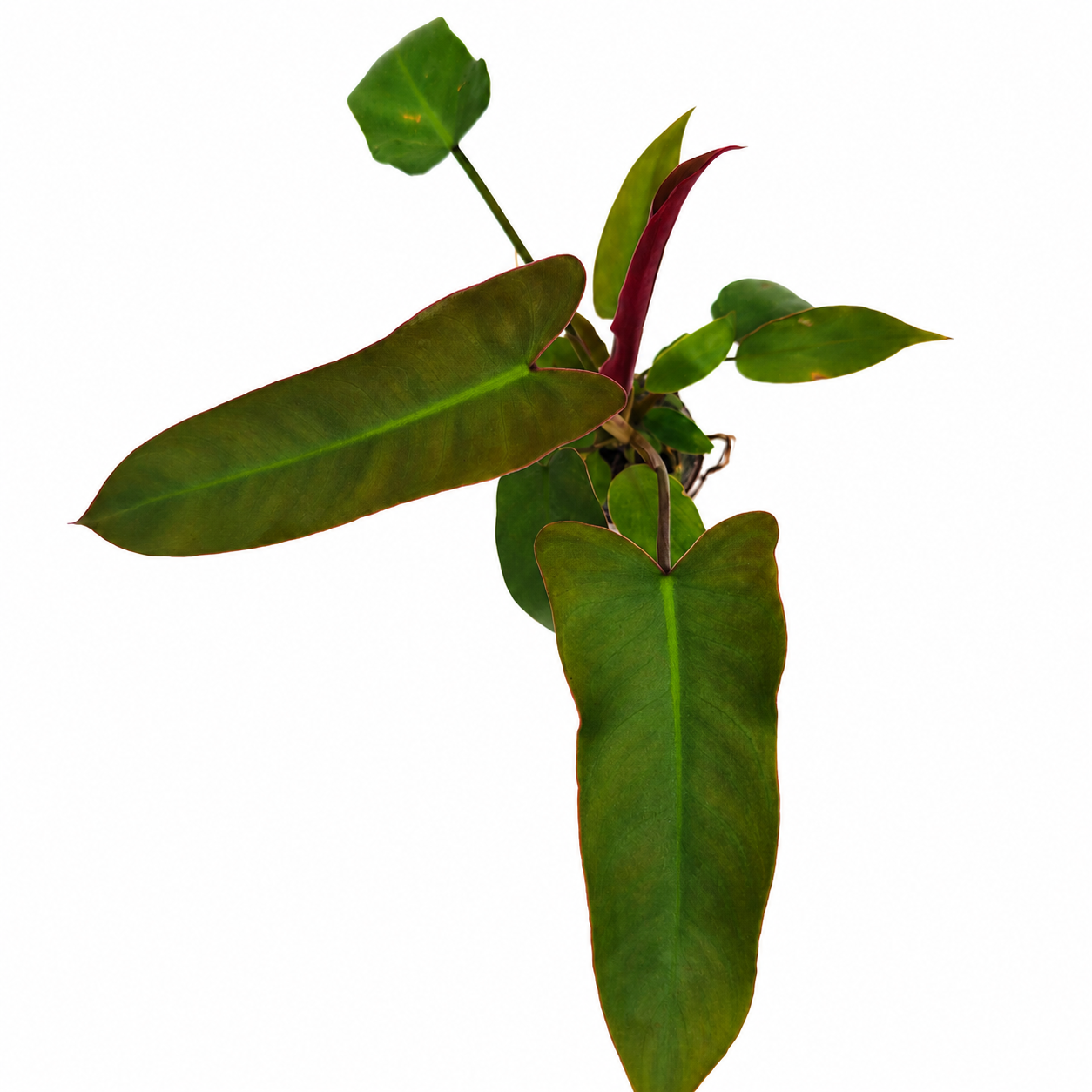 The Plantor