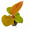 Jiffy Plant Philo Gold Rush