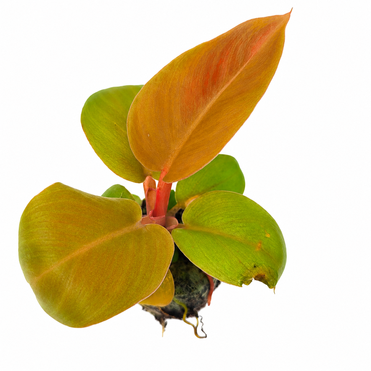 The Plantor