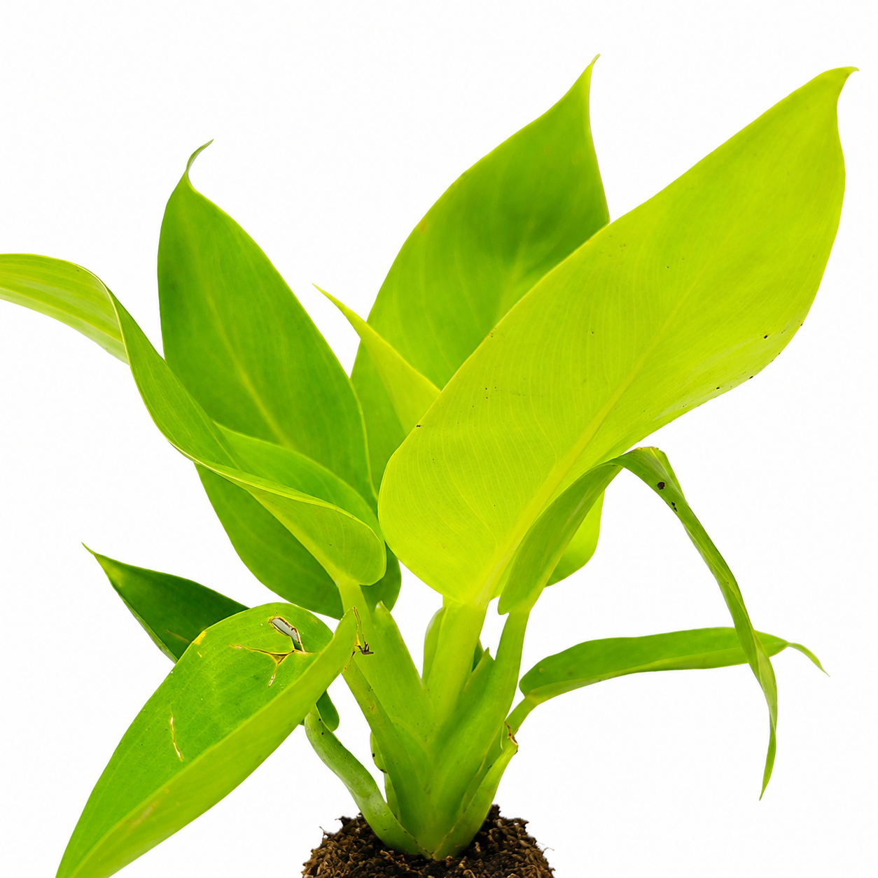 The Plantor