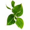 Jiffy Plant Philo White Prince