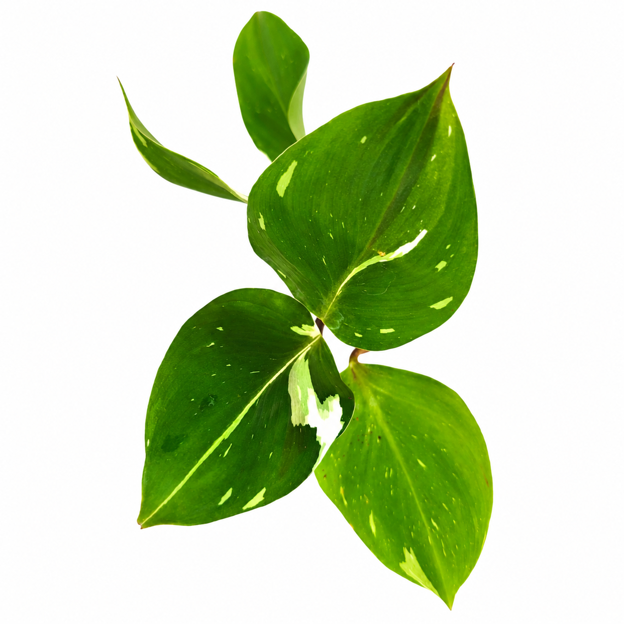 The Plantor
