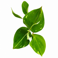 The Plantor