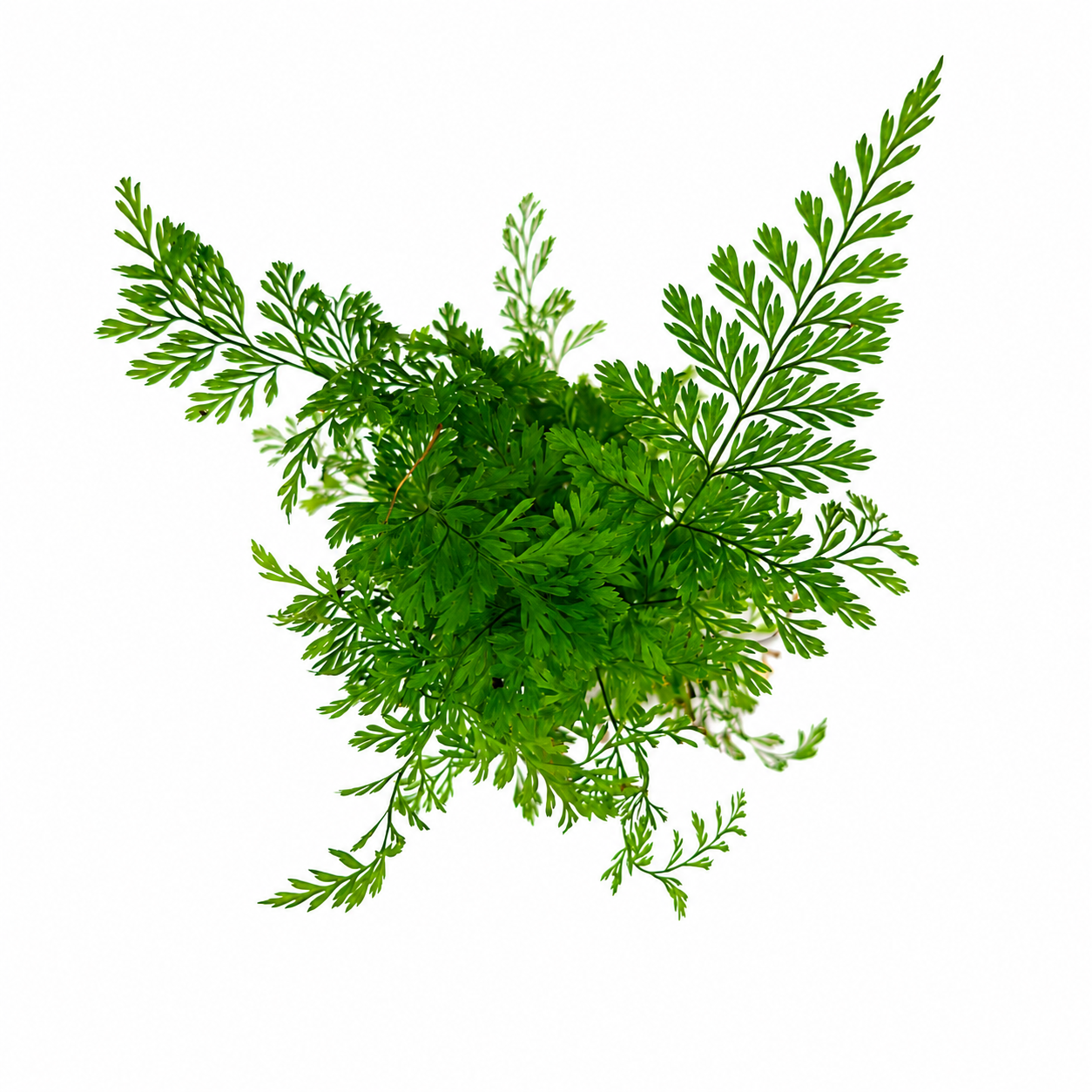 The Plantor