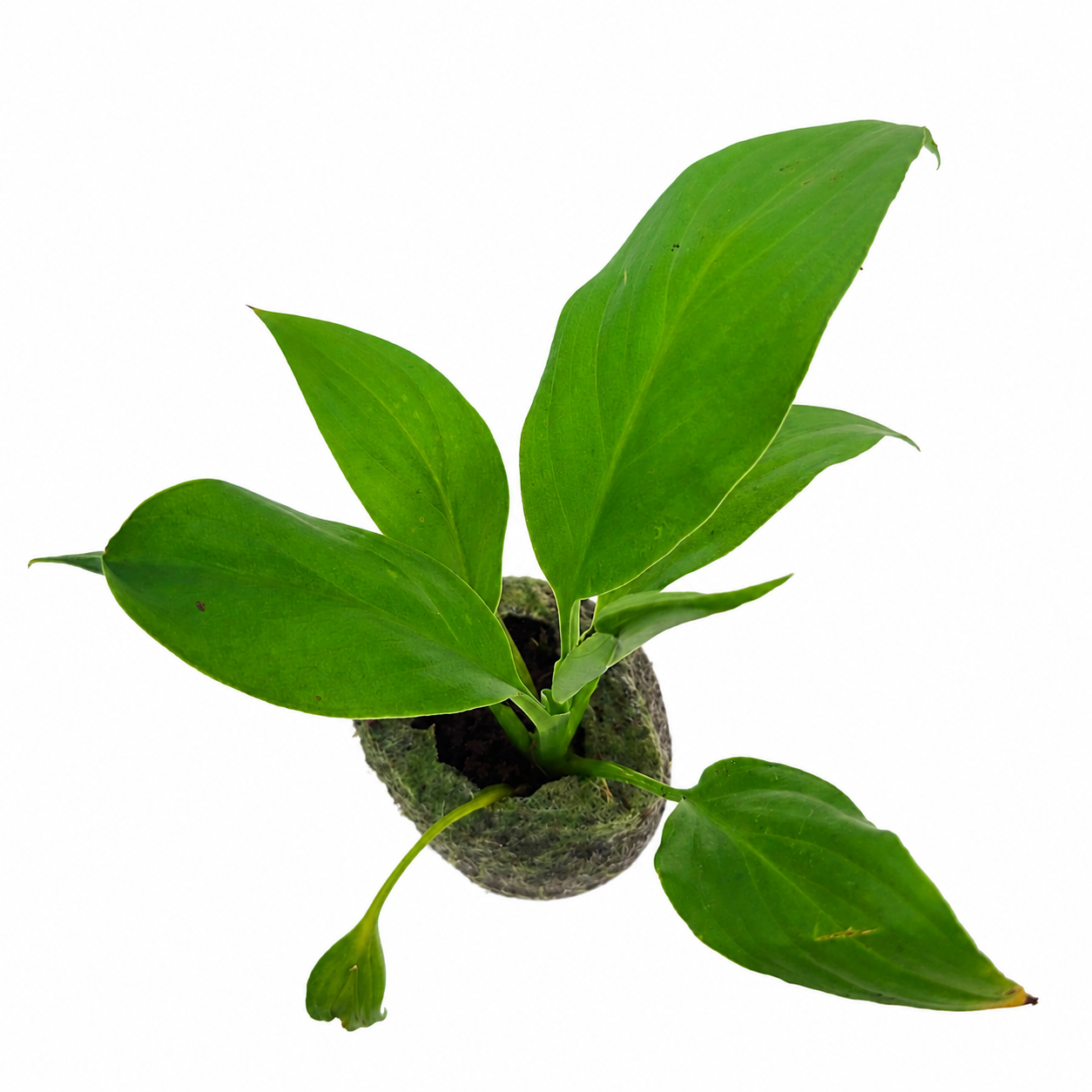 The Plantor