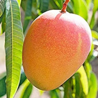 Jumbo Red R2E2 Mango Plant