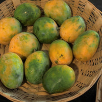 Kalapadi Mango Plant