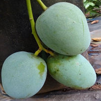 Kalapadi Mango Plant