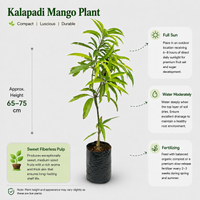 Kalapadi Mango Plant