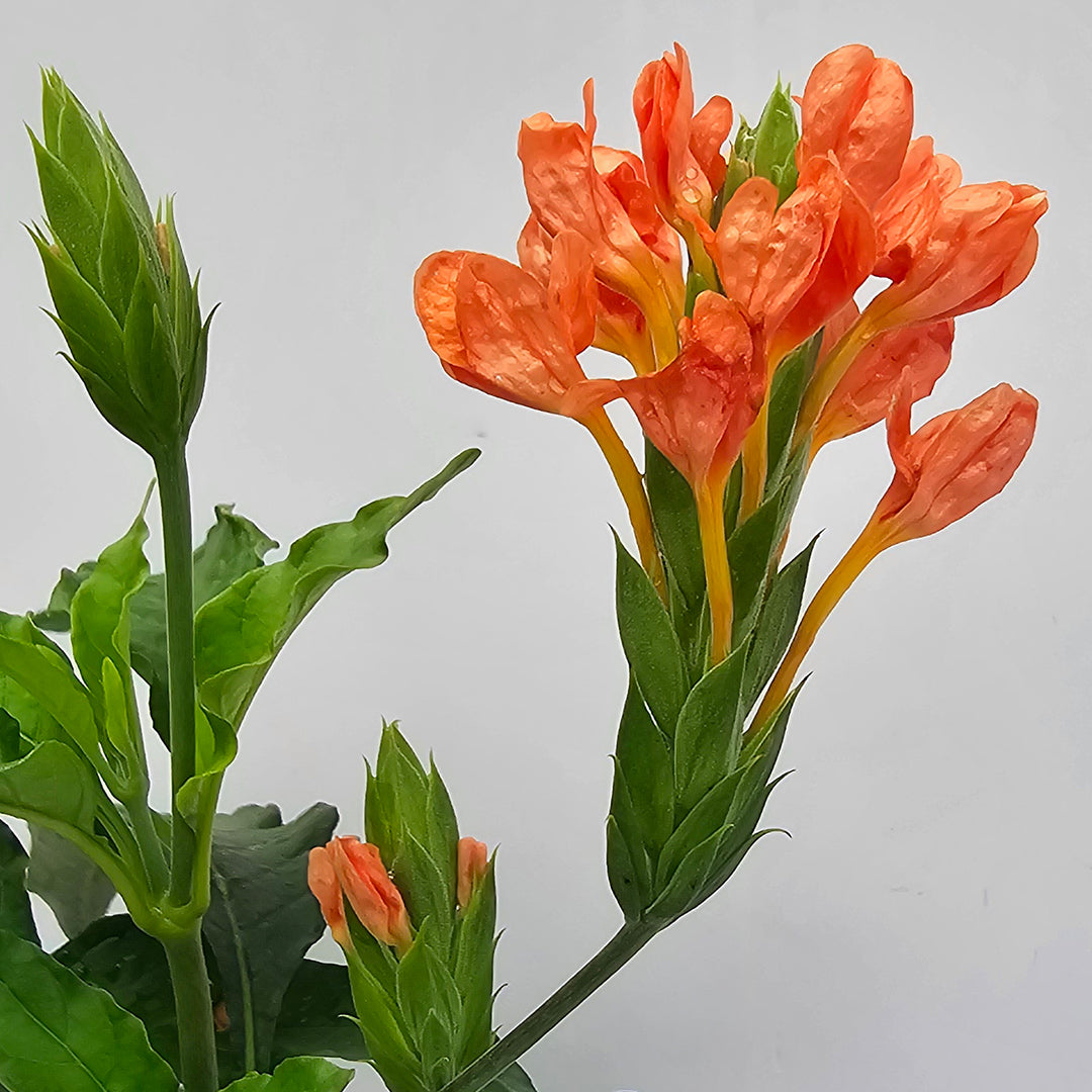 The Plantor