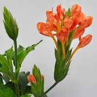 The Plantor