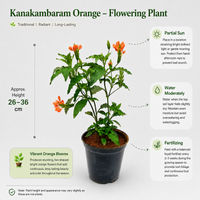 The Plantor