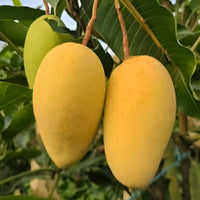 Katimon Mango Plant