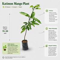Katimon Mango Plant