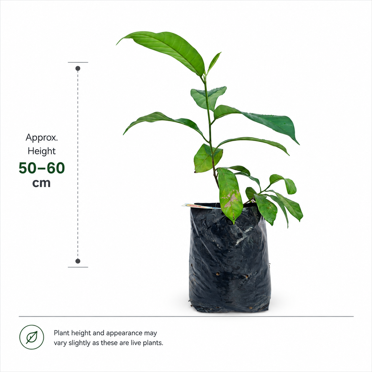 The Plantor