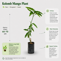Kolomb Mango Plant