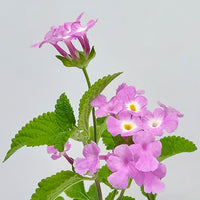 The Plantor