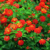 Kongini Red - Outdoor Flowering Plant