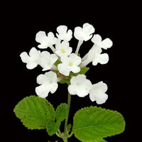 The Plantor