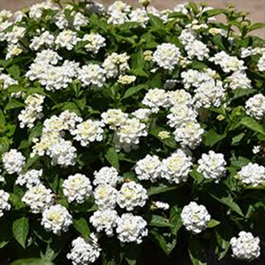 The Plantor