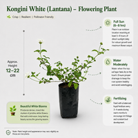 The Plantor