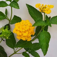 The Plantor