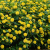 Kongini Yellow - Lantana - Outdoor Flowering Plant