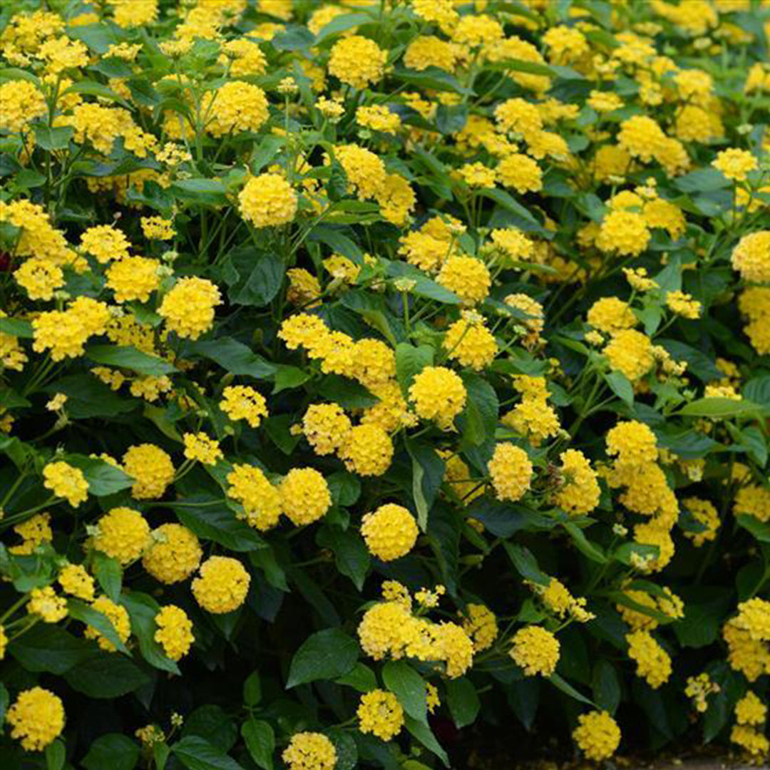 The Plantor