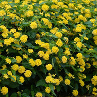 The Plantor