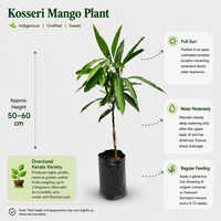 Kosseri Mango Plant
