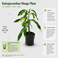 Kottaparamban Mango Plant