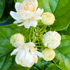 White Arabic Jasmin / Kutti Mulla - Outdoor Flowering Plant