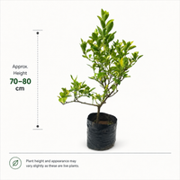 Lemon Variegated - Fruit Plant
