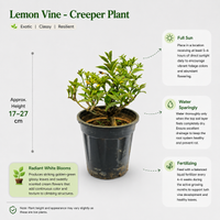 The Plantor