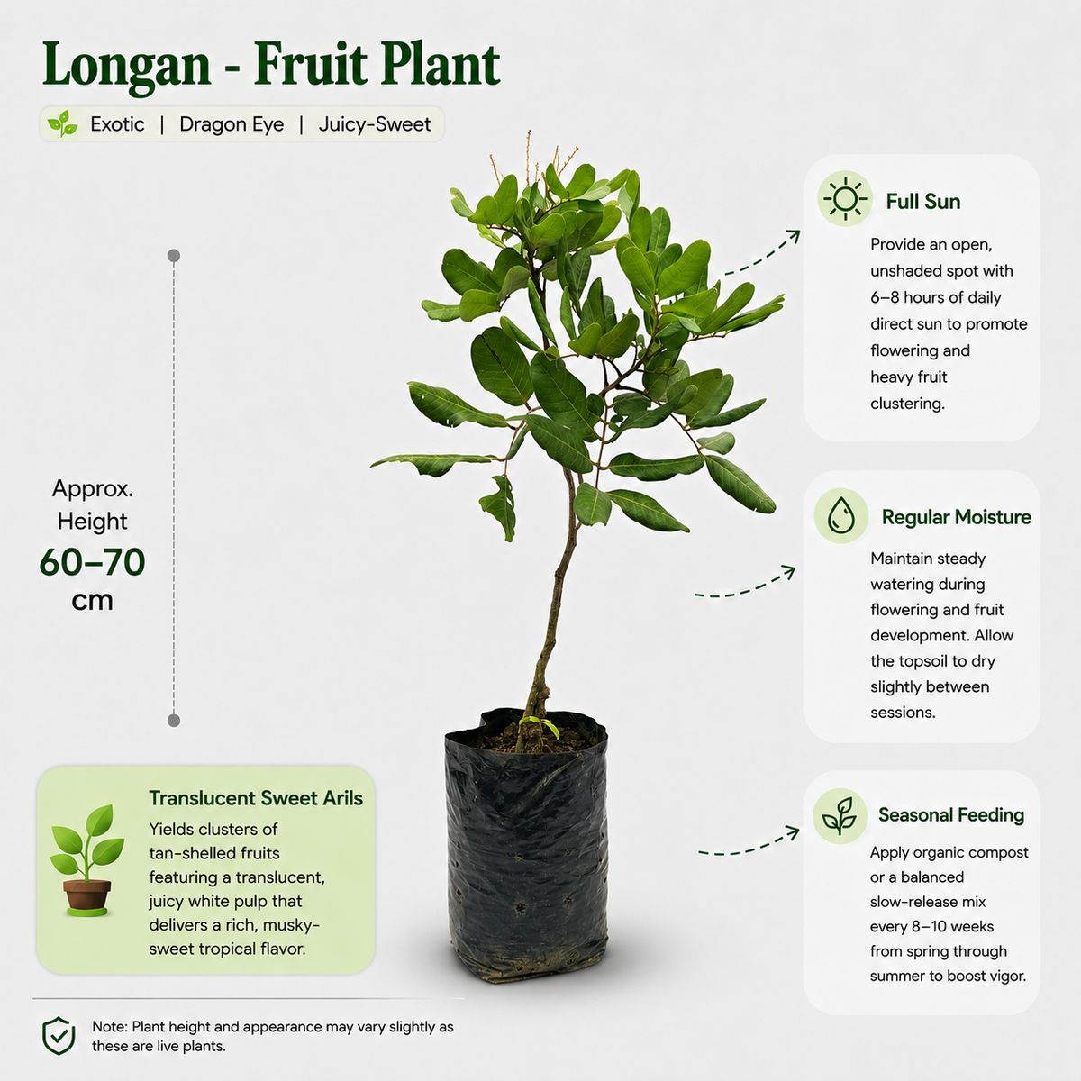 The Plantor