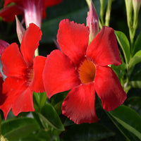 The Plantor