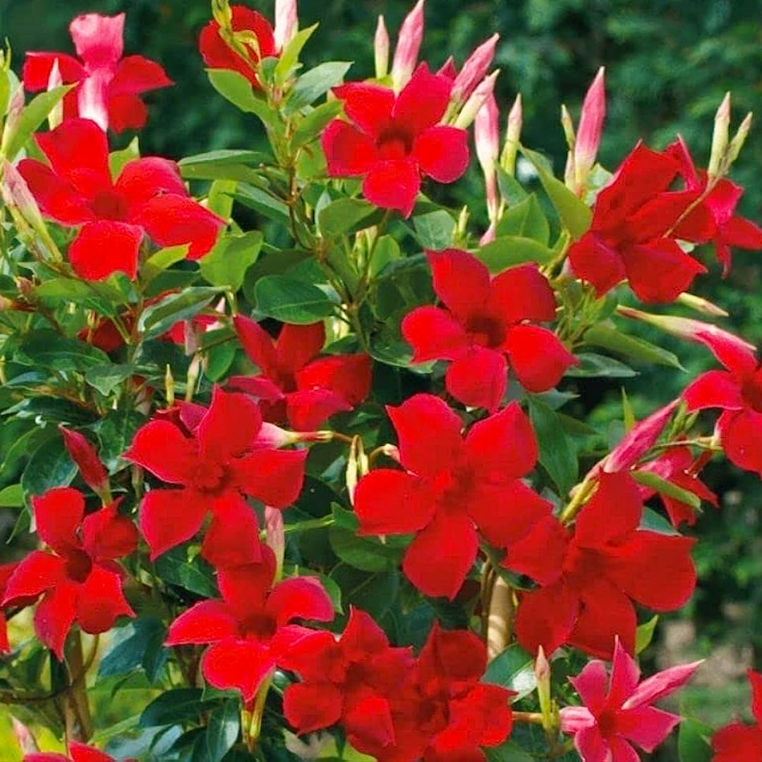 The Plantor