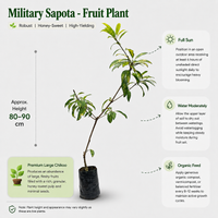Military Sapota - Fruit Plant