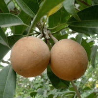 Military Sapota - Fruit Plant