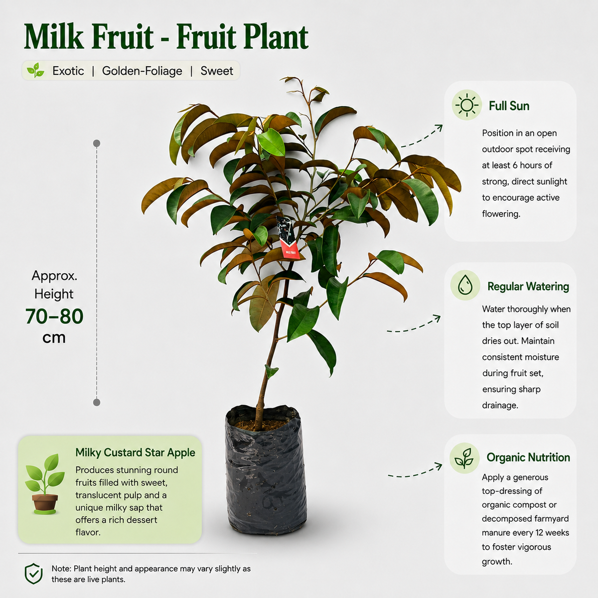 The Plantor